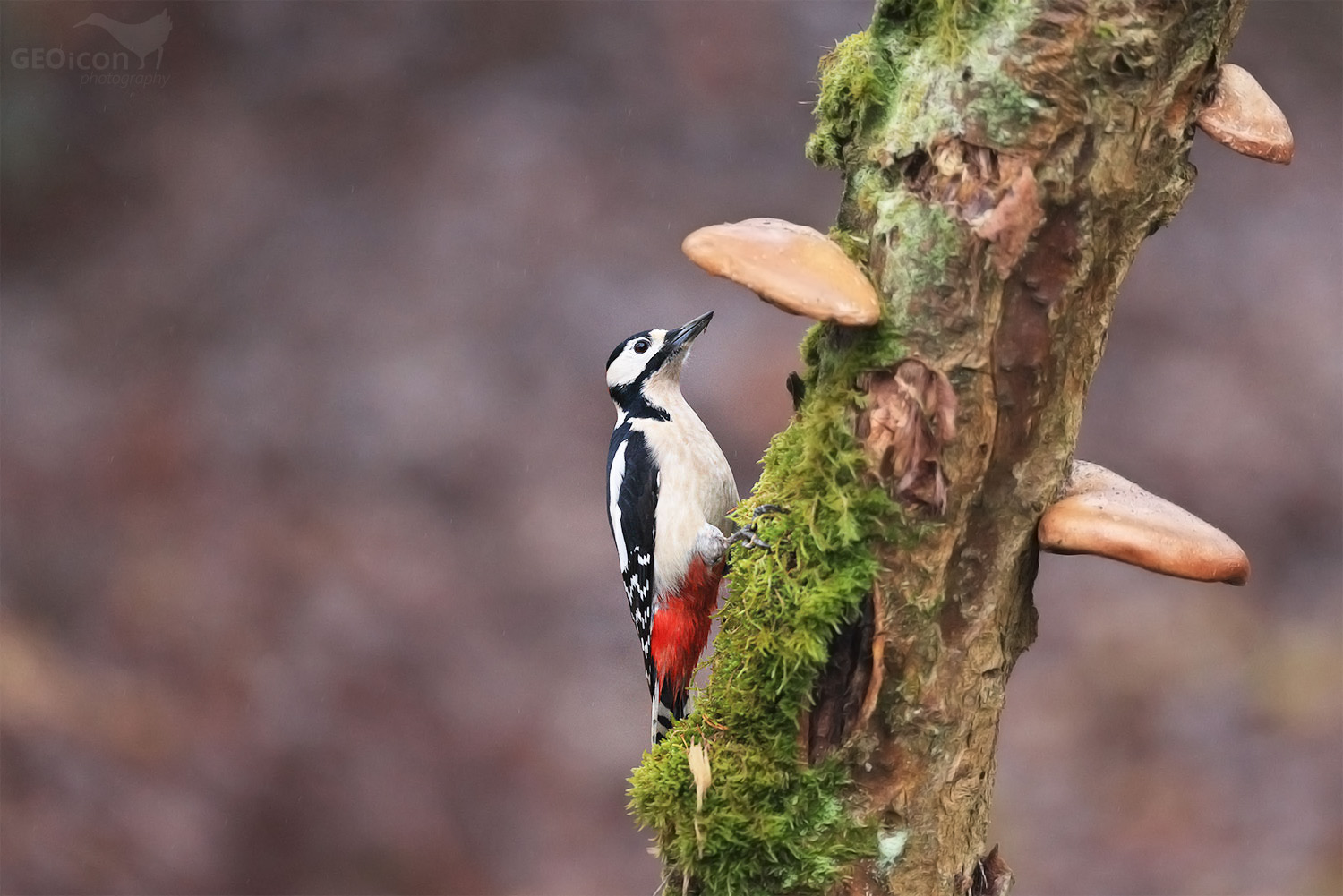 Great spotted woodpecker / strakapoud velký (Dendrocopos major)