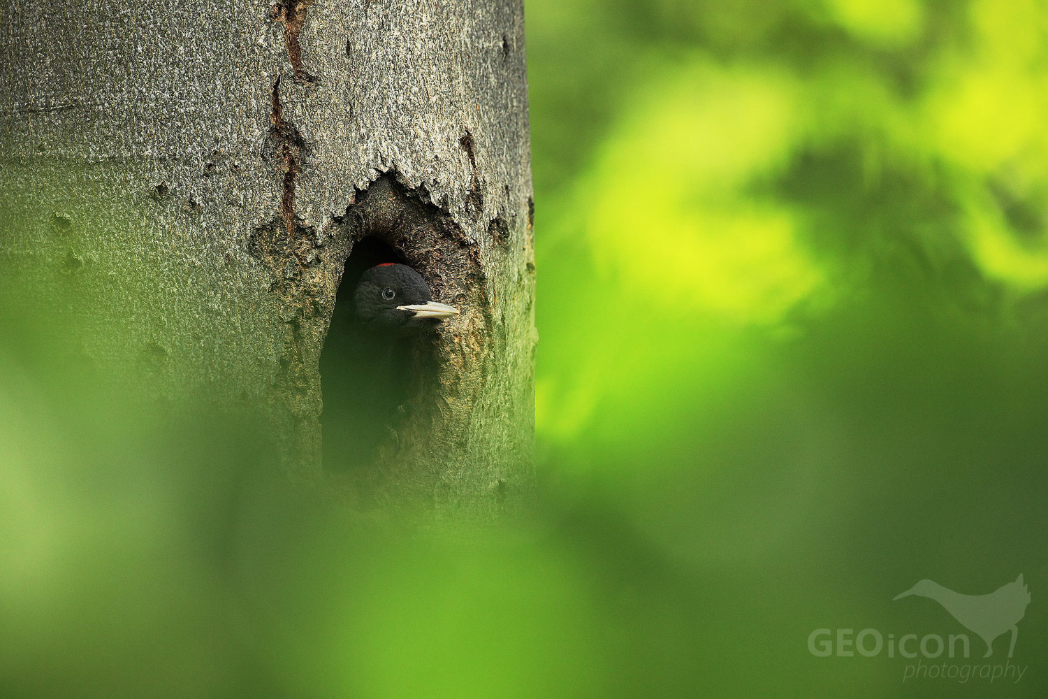 Black woodpecker / datel černý (Dryocopus martius)