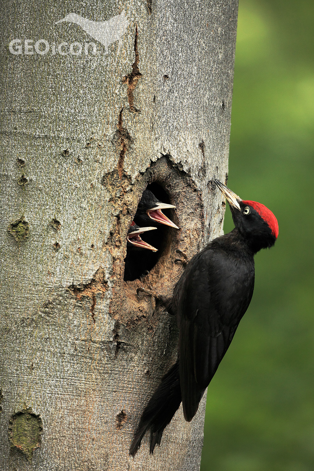Black woodpecker / datel černý (Dryocopus martius)