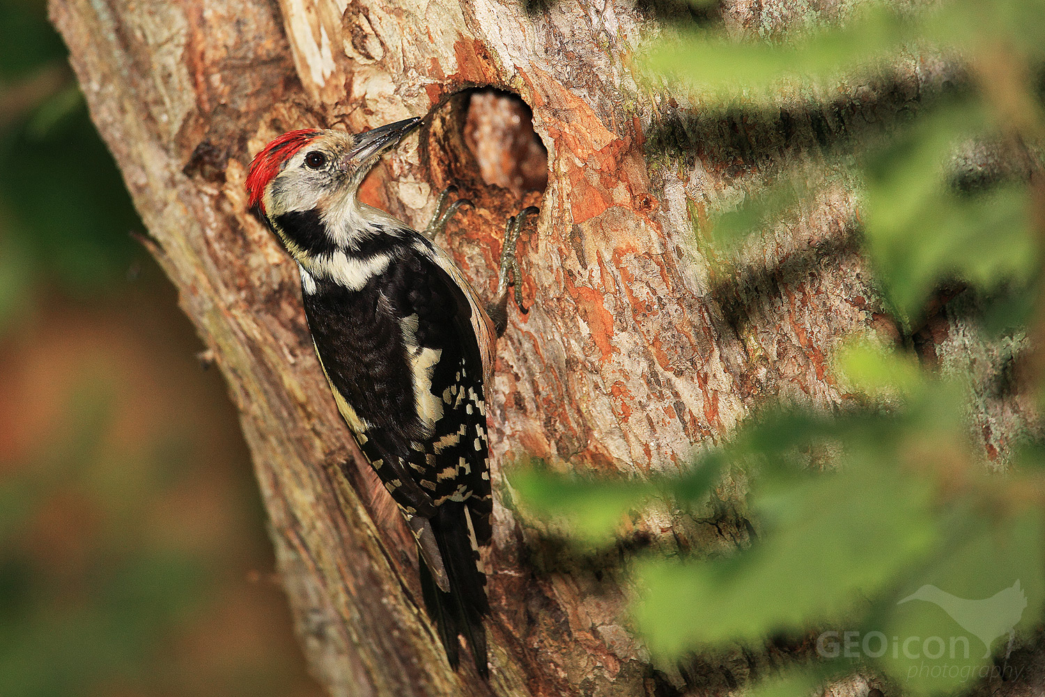 Middle spotted woodpecker / strakapoud velký (Dendrocopos medius)