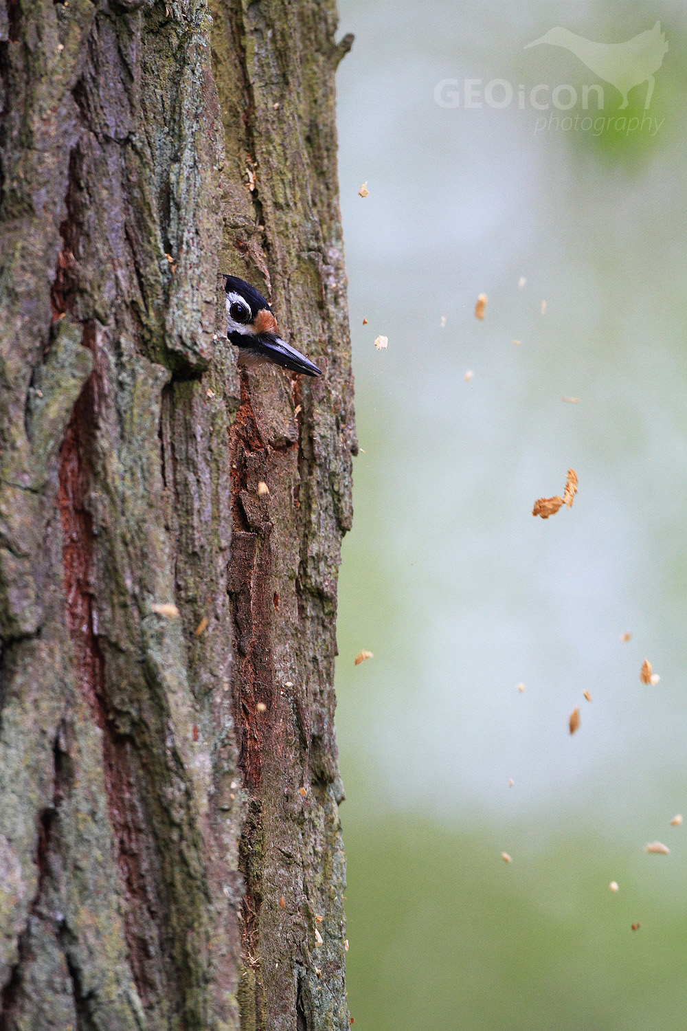 Great spotted woodpecker / strakapoud velký (Dendrocopos major)