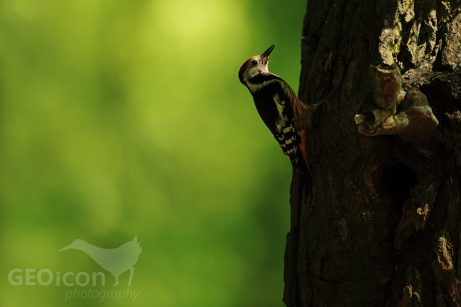 Middle spotted woodpecker / strakapoud velký (Dendrocopos medius)