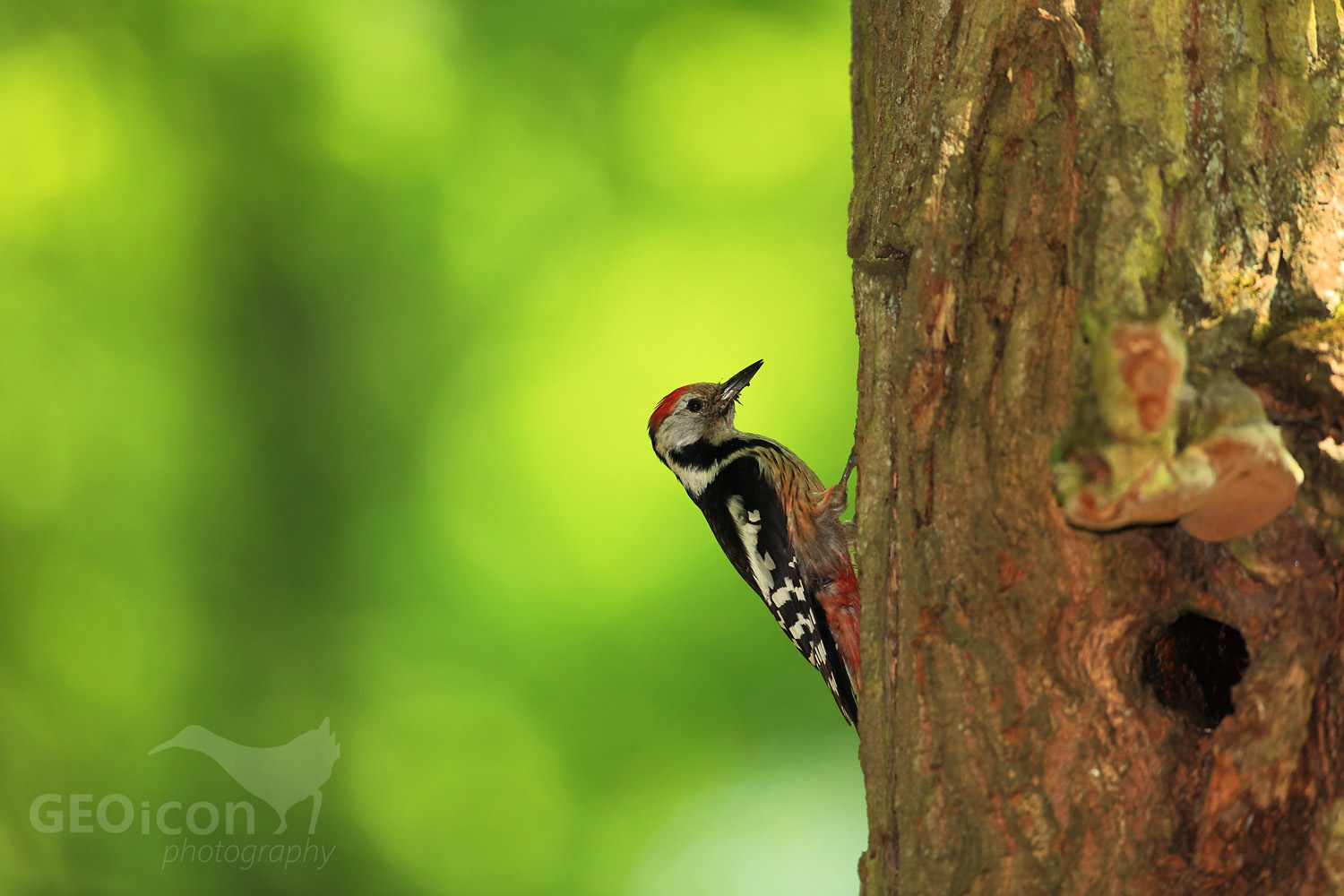 Middle spotted woodpecker / strakapoud velký (Dendrocopos medius)