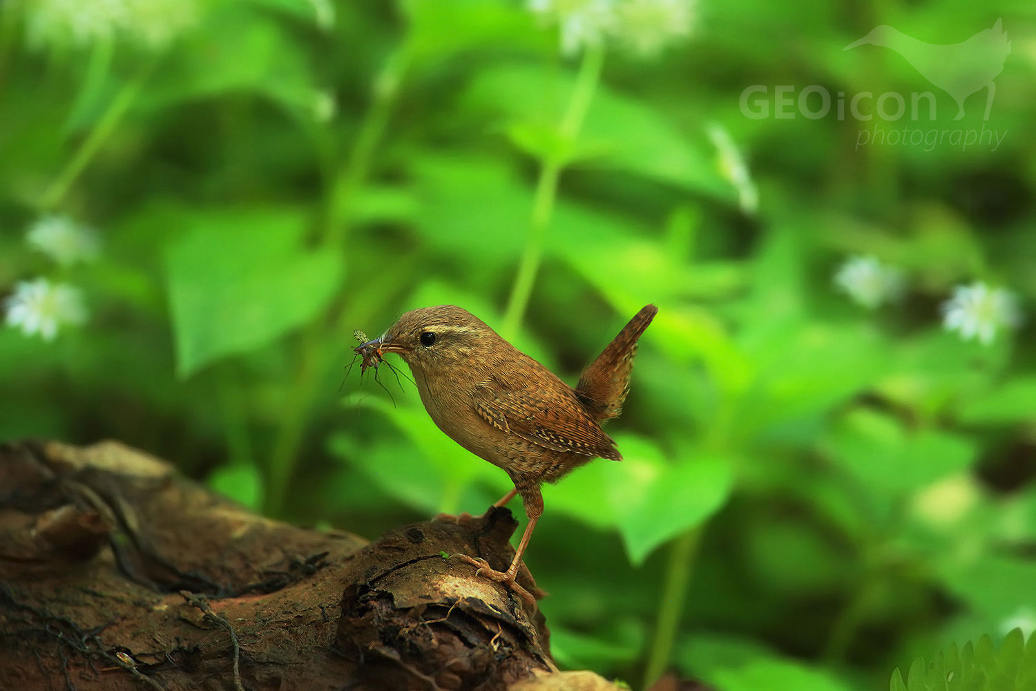 Wren / střízlík obecný (Troglodytes troglodytes)