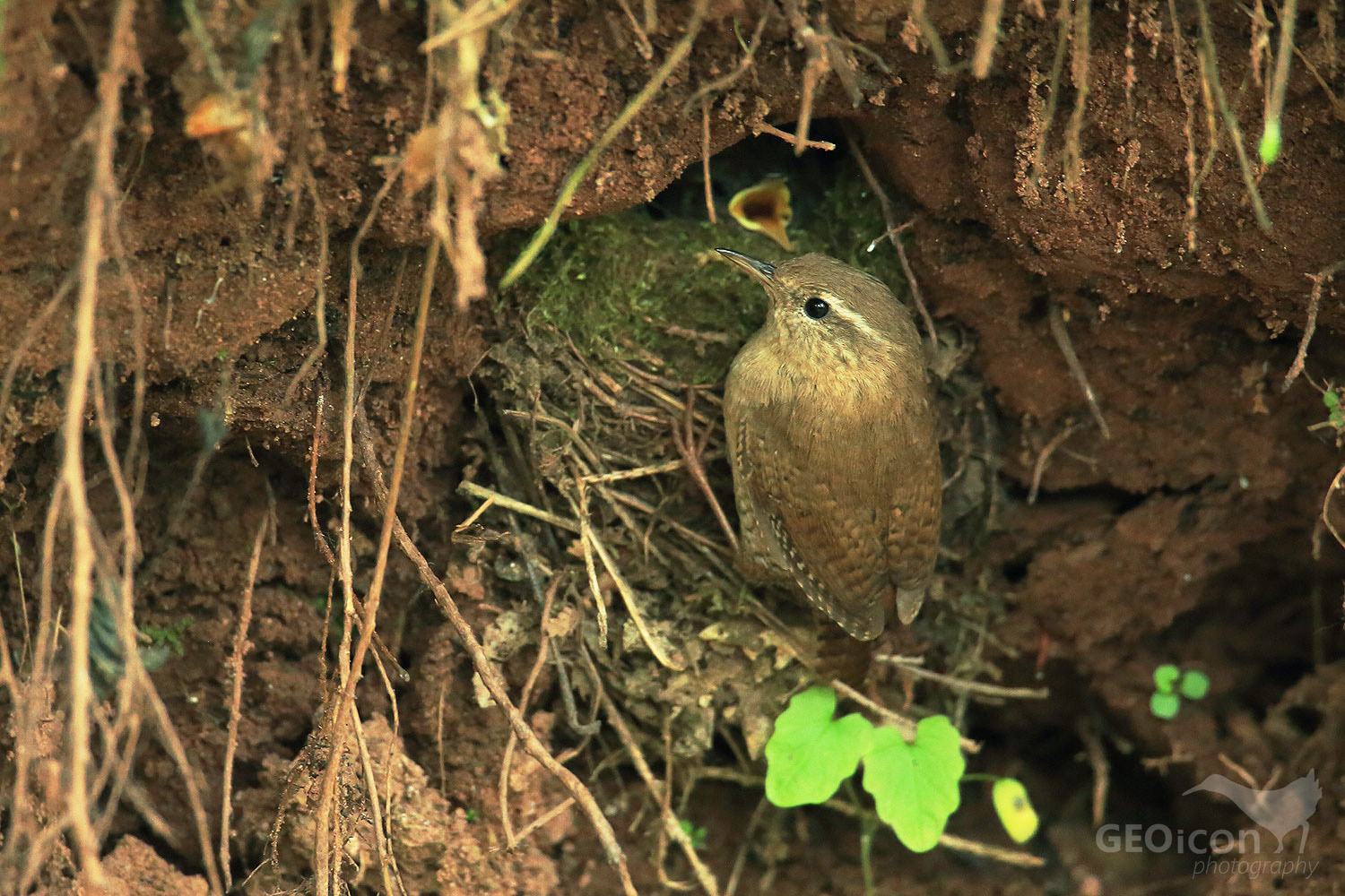 Wren / střízlík obecný (Troglodytes troglodytes)