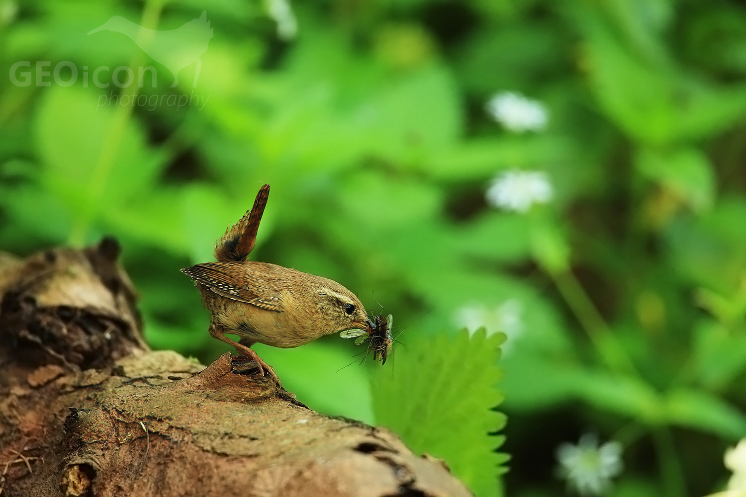 Wren / střízlík obecný (Troglodytes troglodytes)