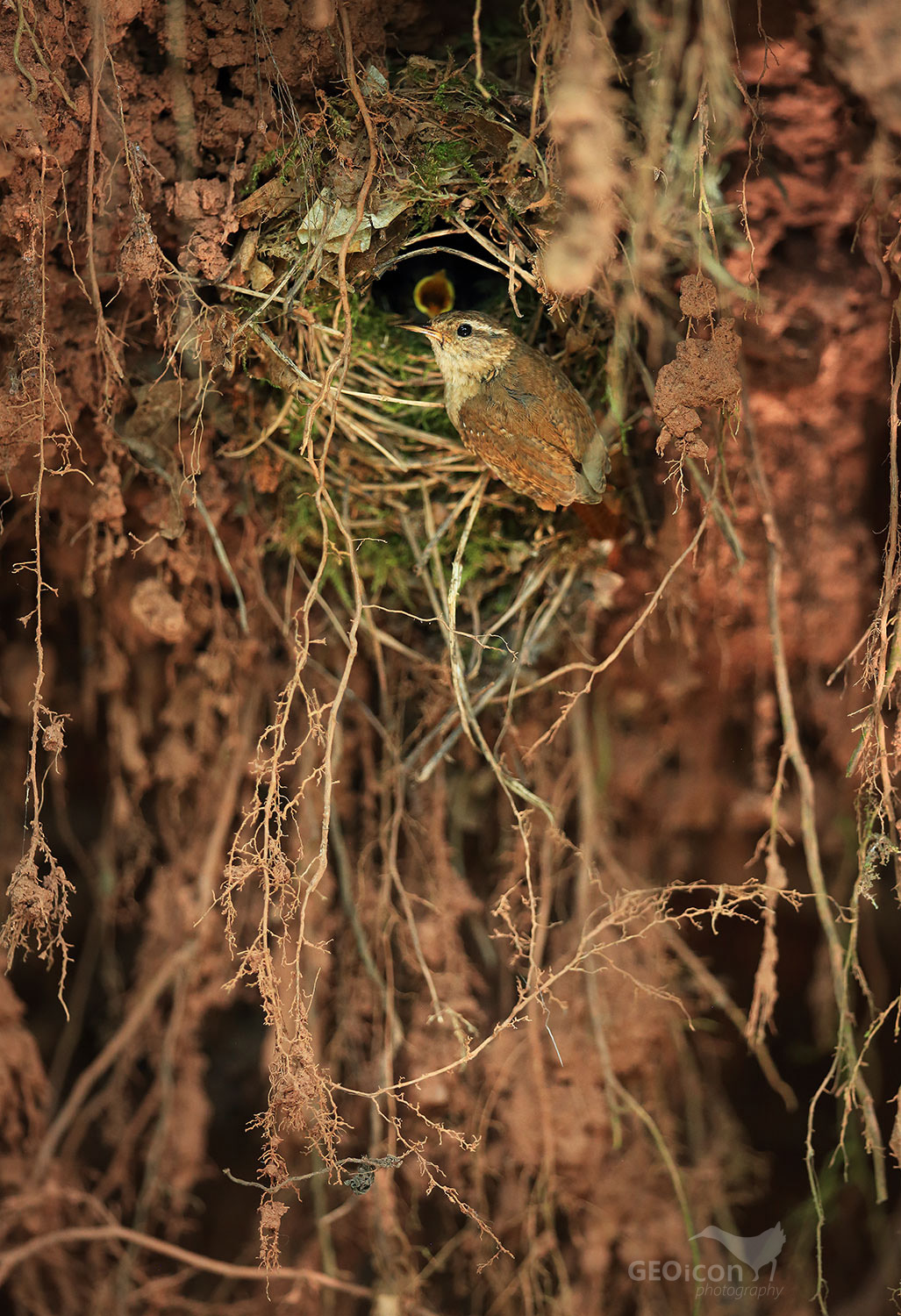 Wren / střízlík obecný (Troglodytes troglodytes)