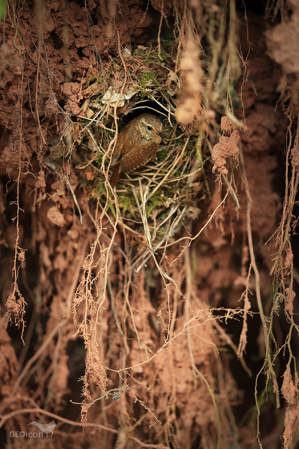 Wren / střízlík obecný (Troglodytes troglodytes)