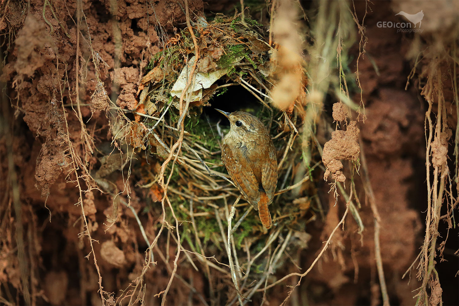 Wren / střízlík obecný (Troglodytes troglodytes)