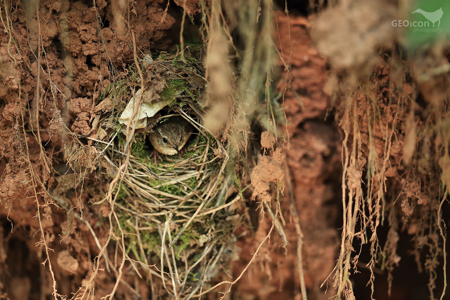 Wren / střízlík obecný (Troglodytes troglodytes)