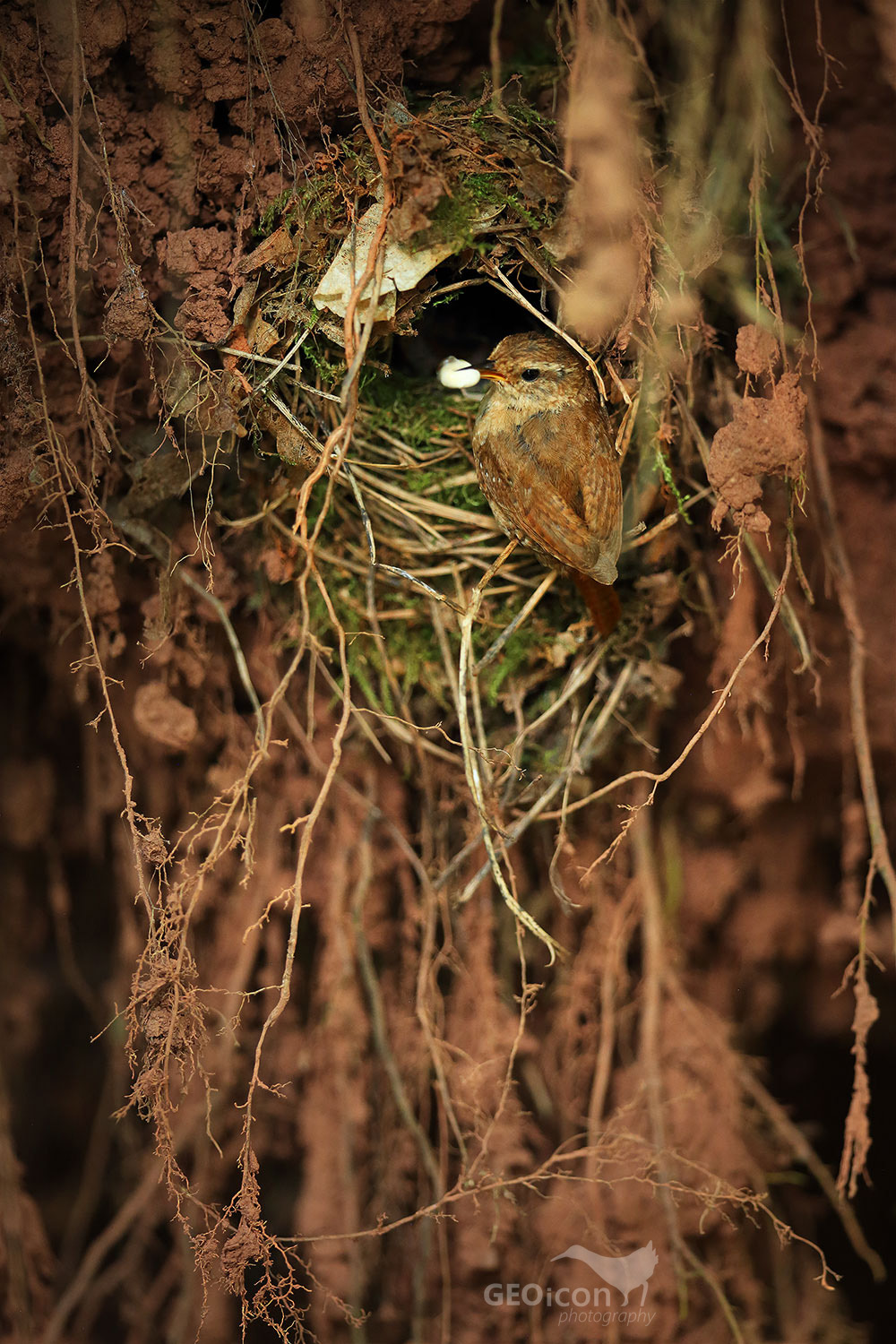 Wren / střízlík obecný (Troglodytes troglodytes)