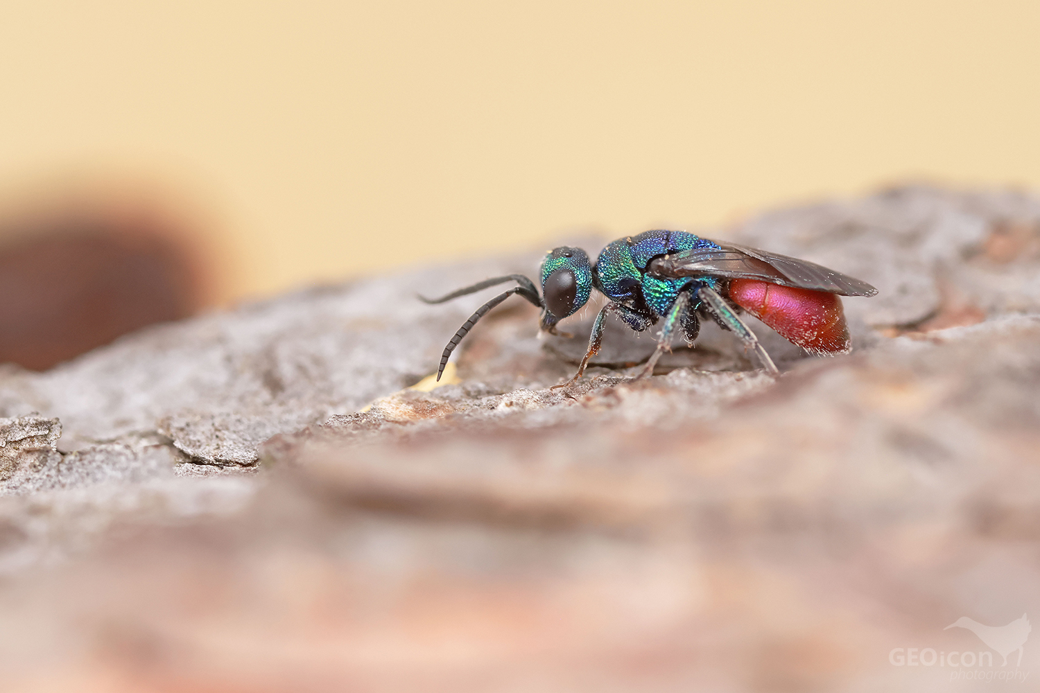 Cuckoo wasp / zlatěnka (Hedychridium chloropygum)