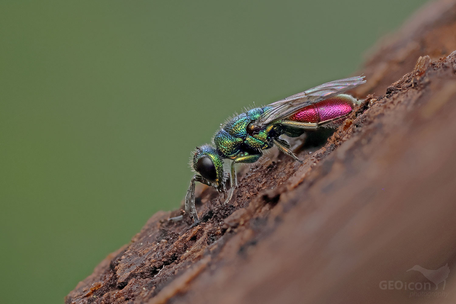 Cuckoo wasp from the group of Ruby-tailed wasps / ze skupiny zlatěnka ohnivá