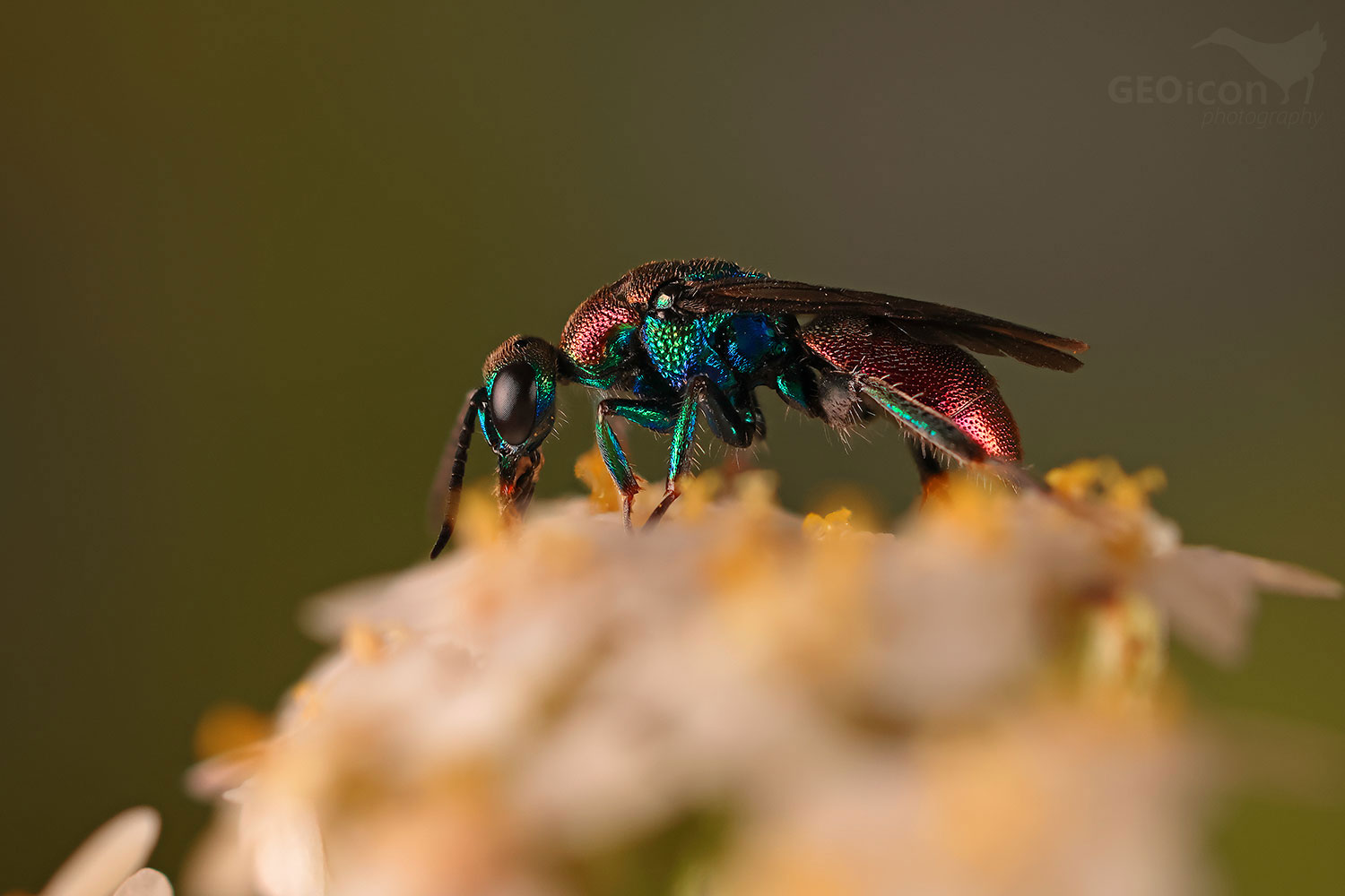 Hedychrum rutilans