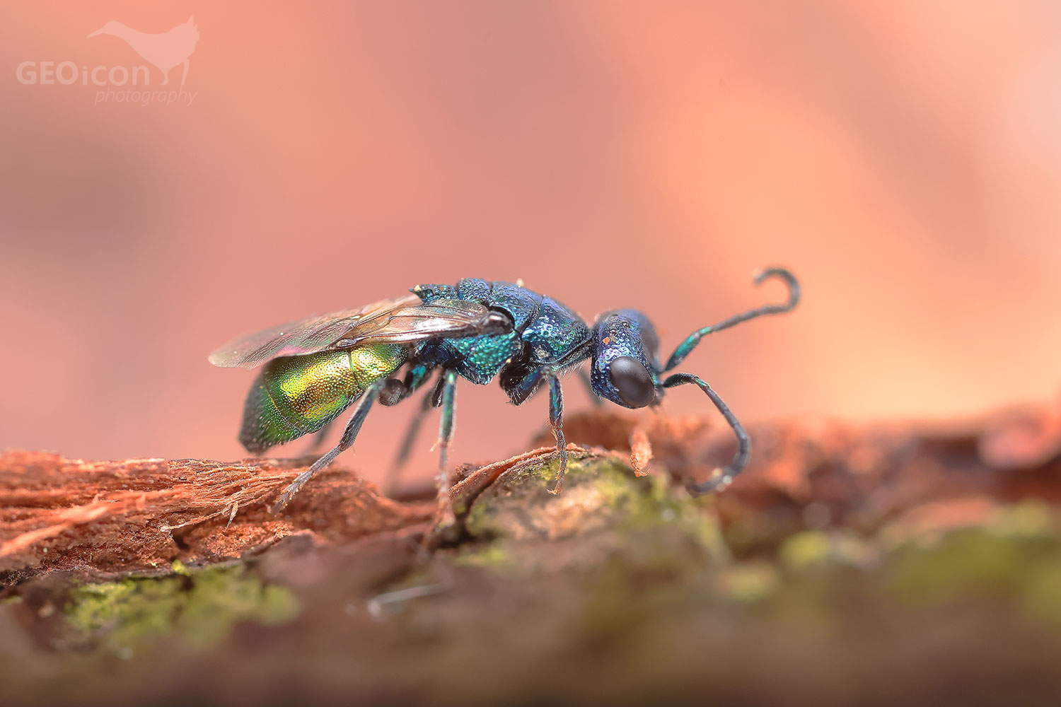 Elampus constrictus
