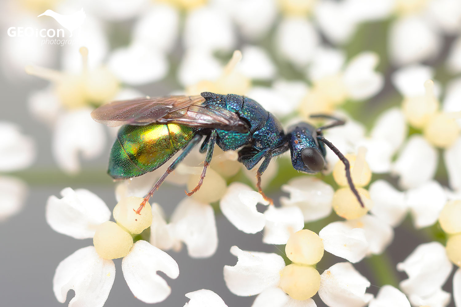Elampus constrictus