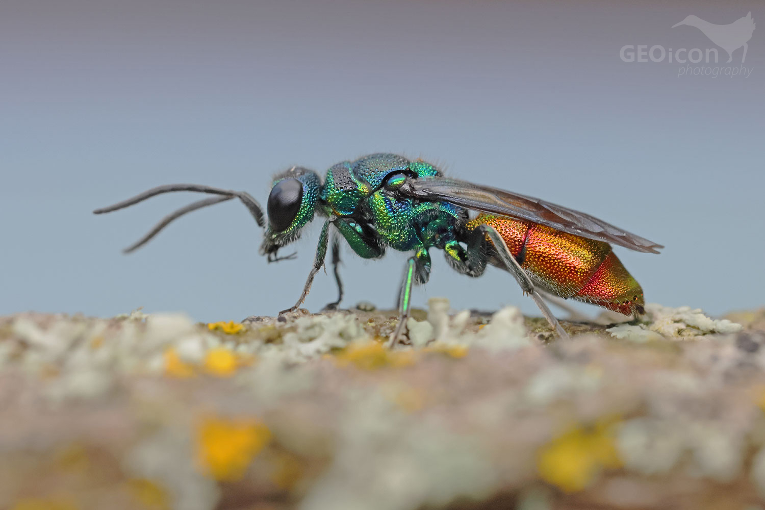 Chrysis clarinicollis