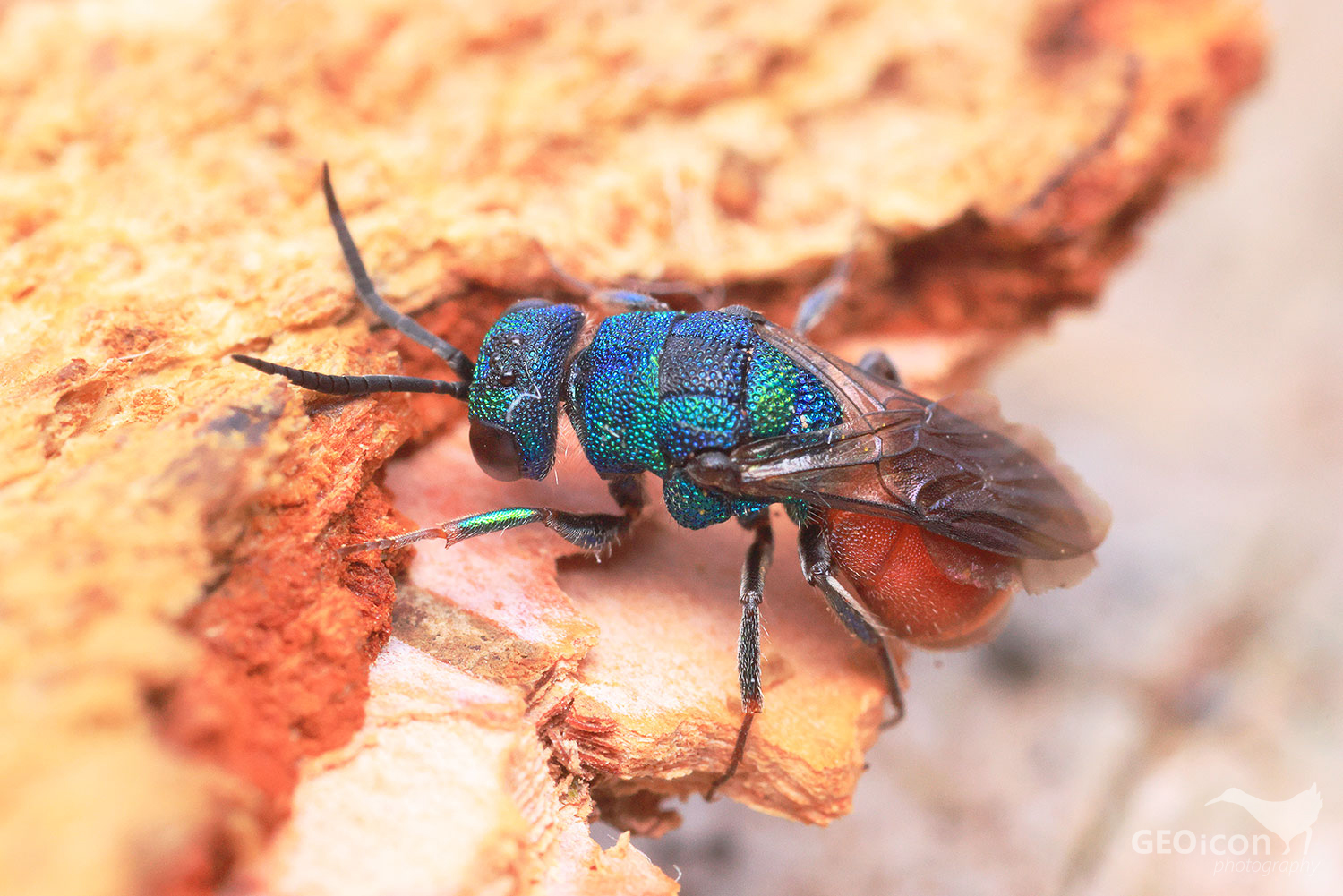 Cuckoo wasp / zlatěnka (Hedychridium chloropygum)