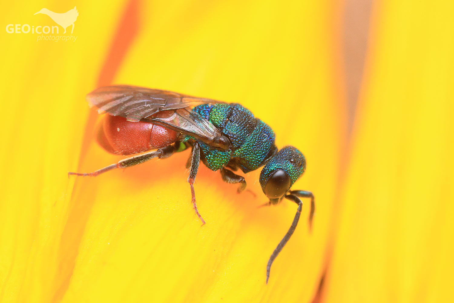 Cuckoo wasp / zlatěnka (Hedychridium chloropygum)