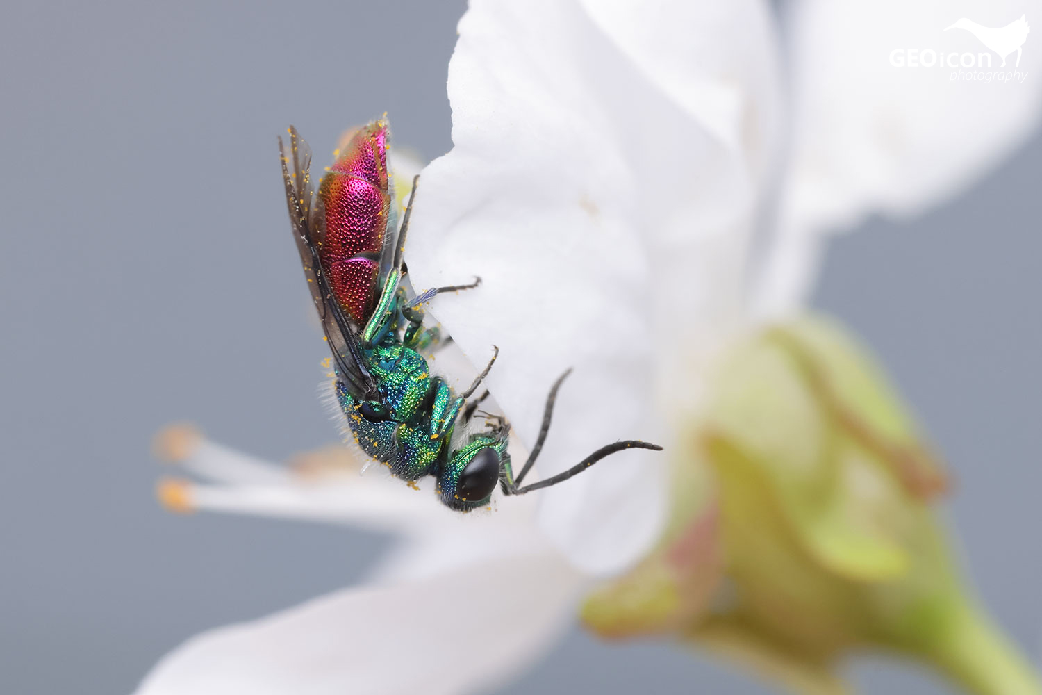 Cuckoo wasp / zlatěnka (Chrysis terminata)