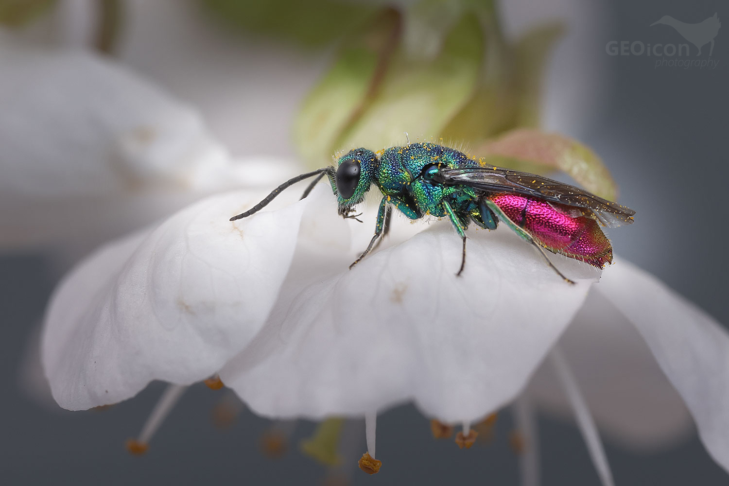 Cuckoo wasp / zlatěnka (Chrysis terminata)