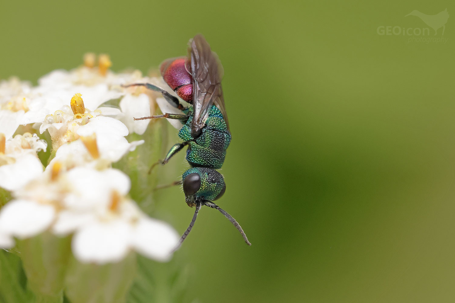 Hedychridium roseum
