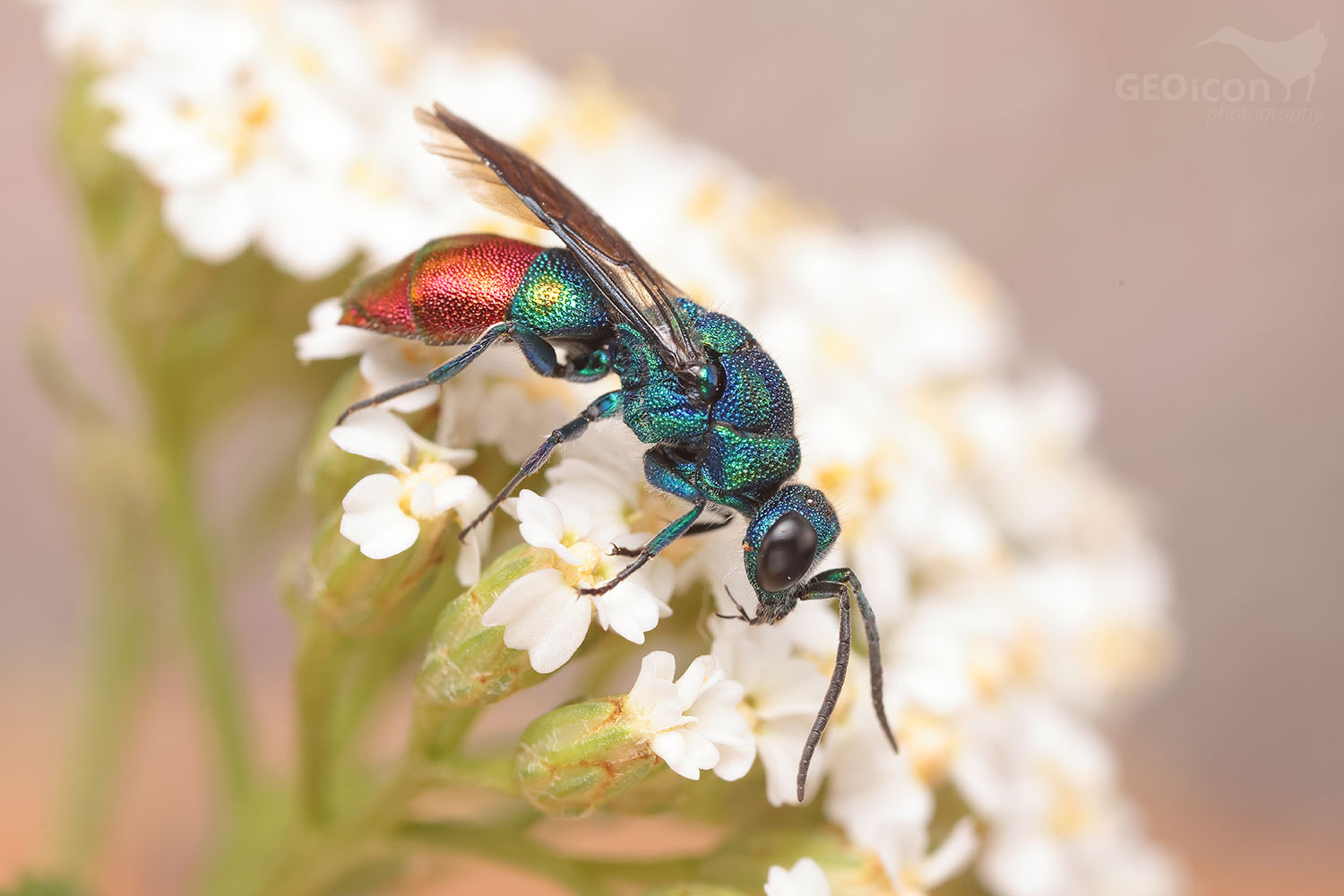 Chrysis immaculata
