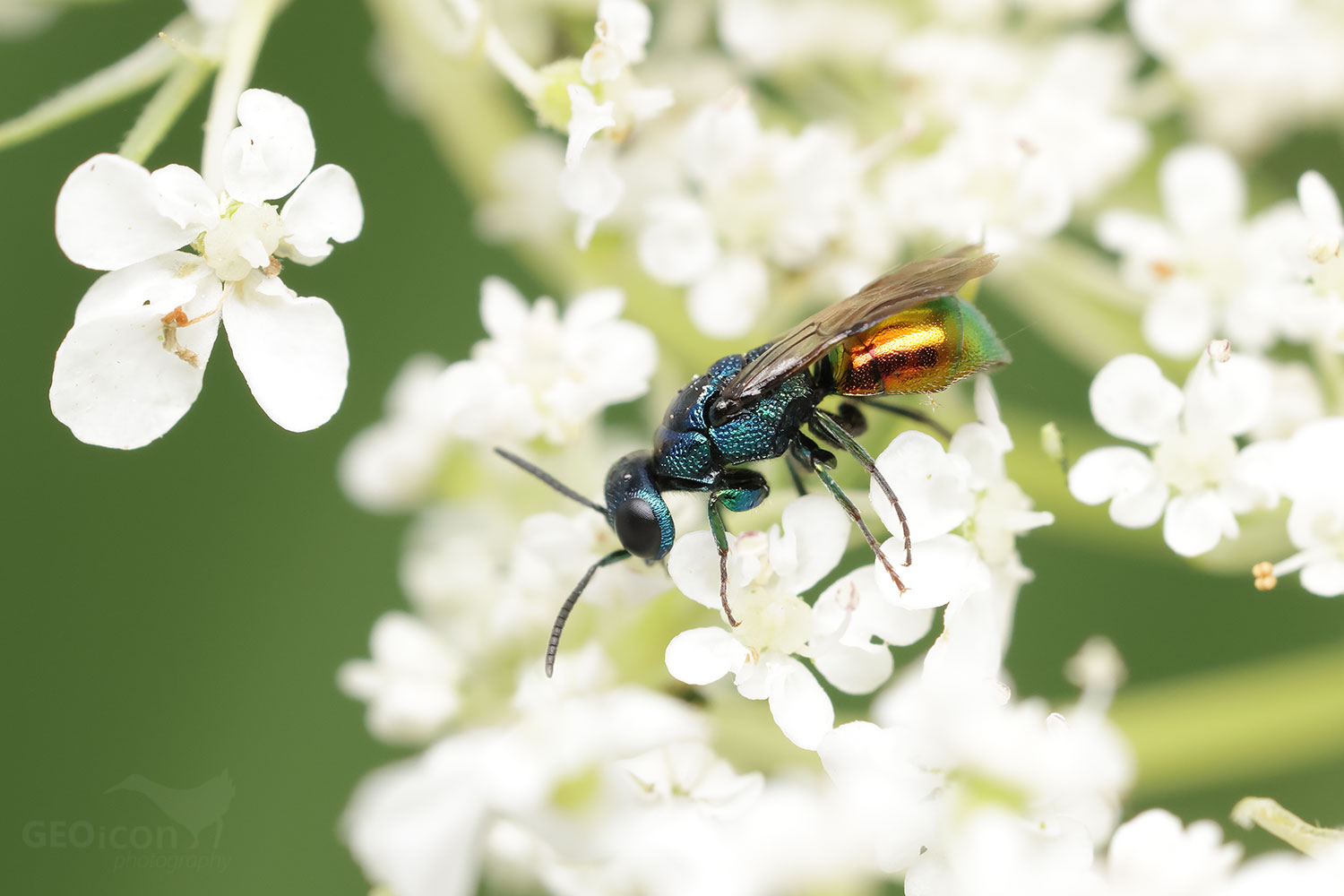 Cuckoo wasp / zlatěnka (Omalus aeneus)