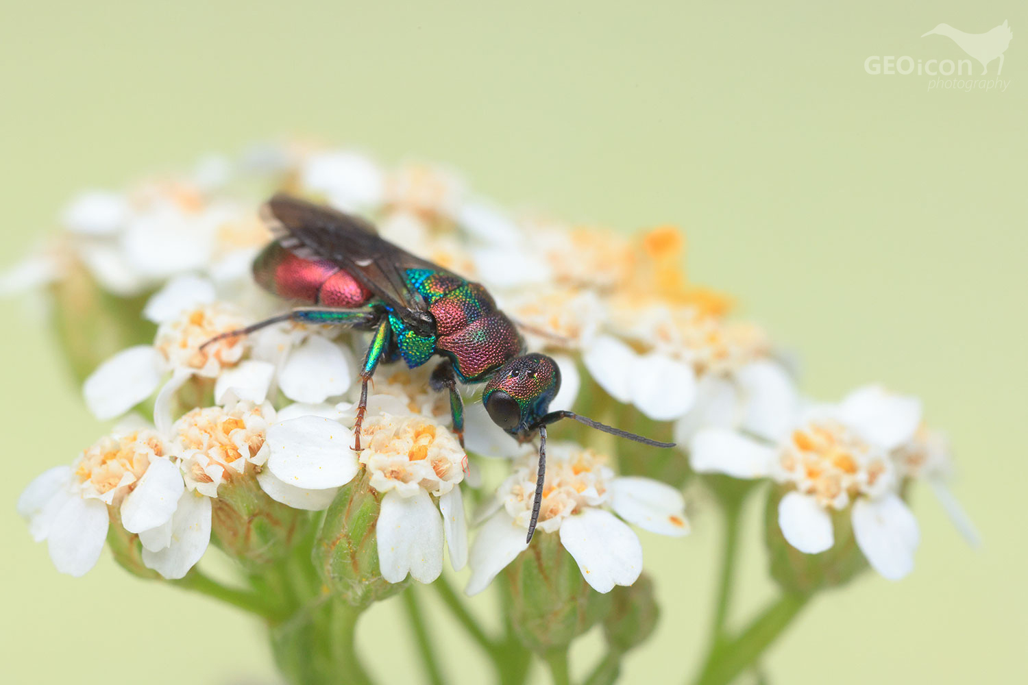 Cuckoo wasp / zlatěnka vínová (Hedychrum rutilans)