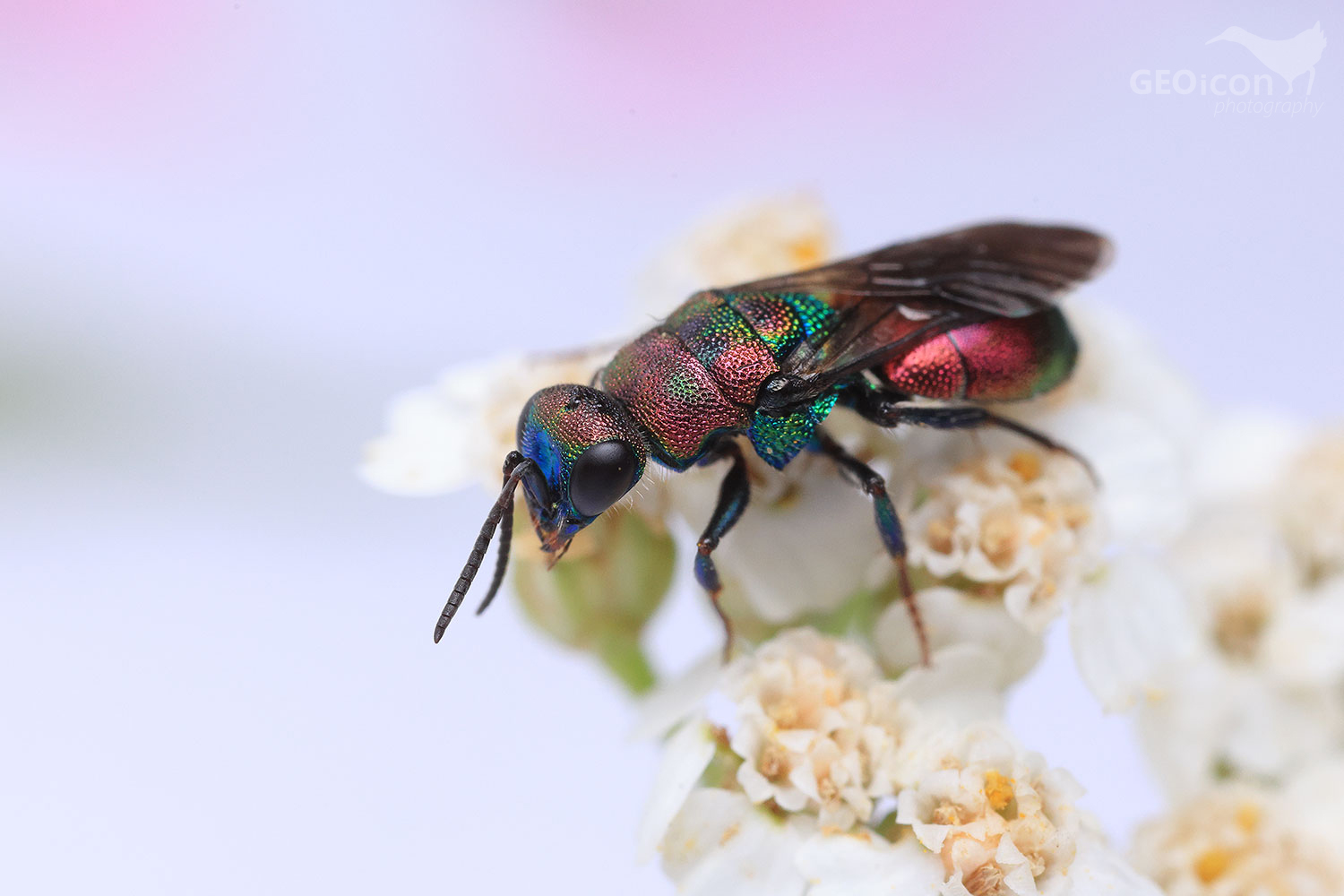 Cuckoo wasp / zlatěnka vínová (Hedychrum rutilans)