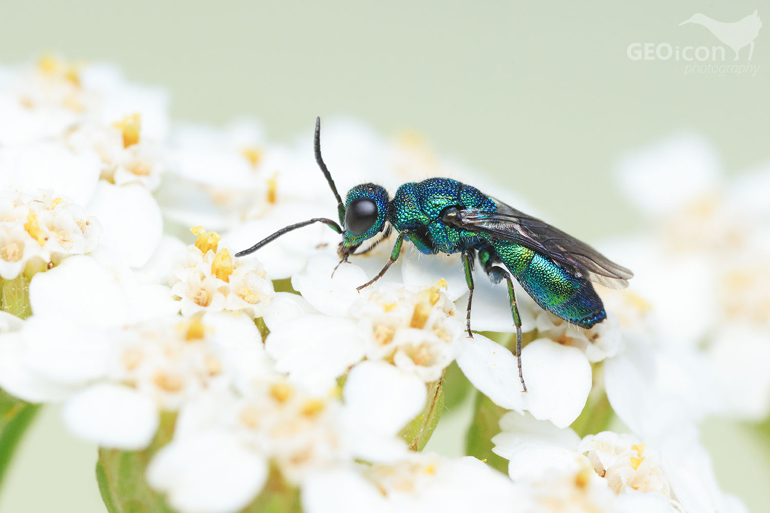 Cuckoo wasp / zlatěnka modrá (Trichrysis cyanea)