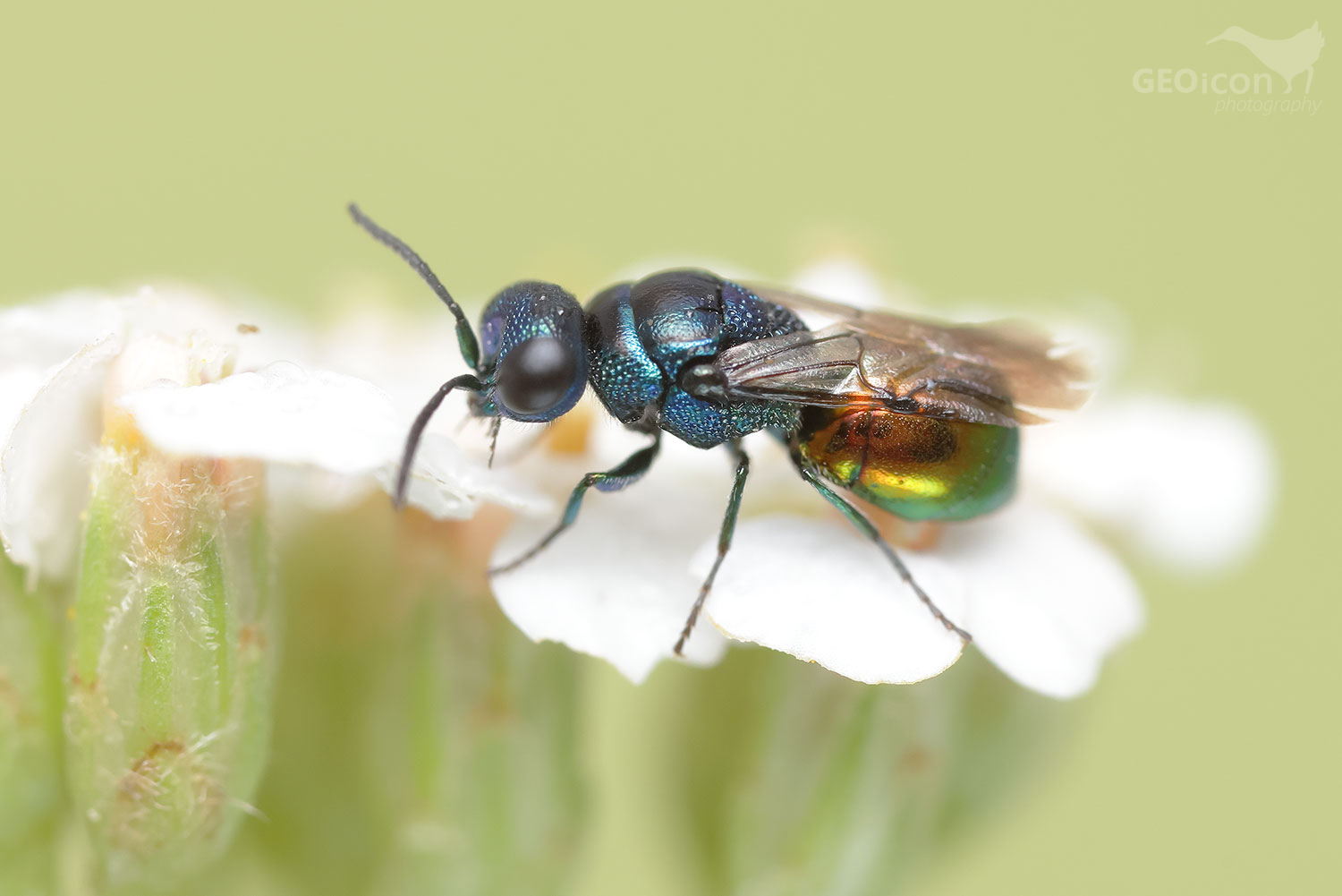 Cuckoo wasp / zlatěnka (Omalus aeneus)
