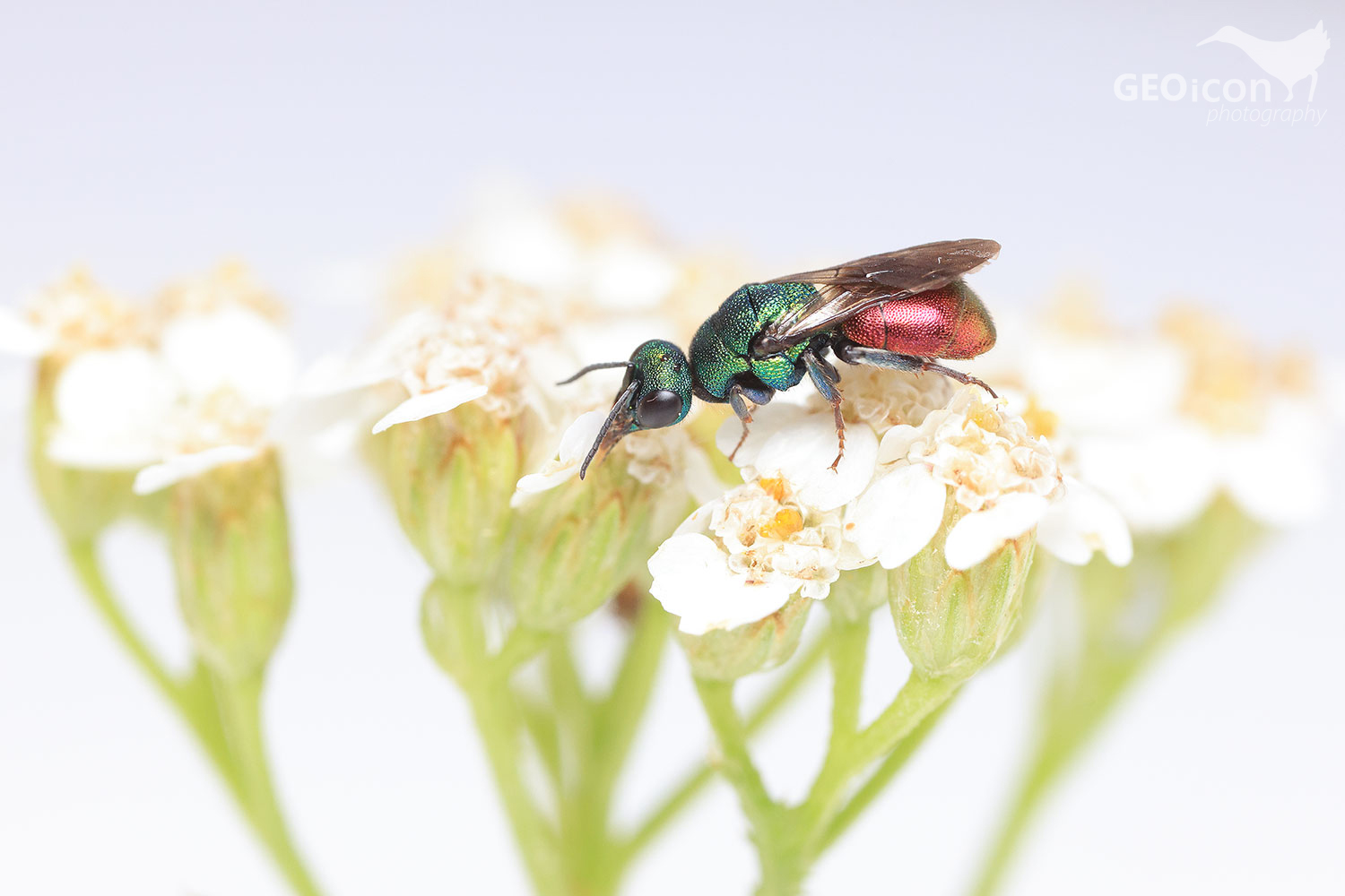 Cuckoo wasp / zlatěnka (Hedychrum gerstaeckeri)