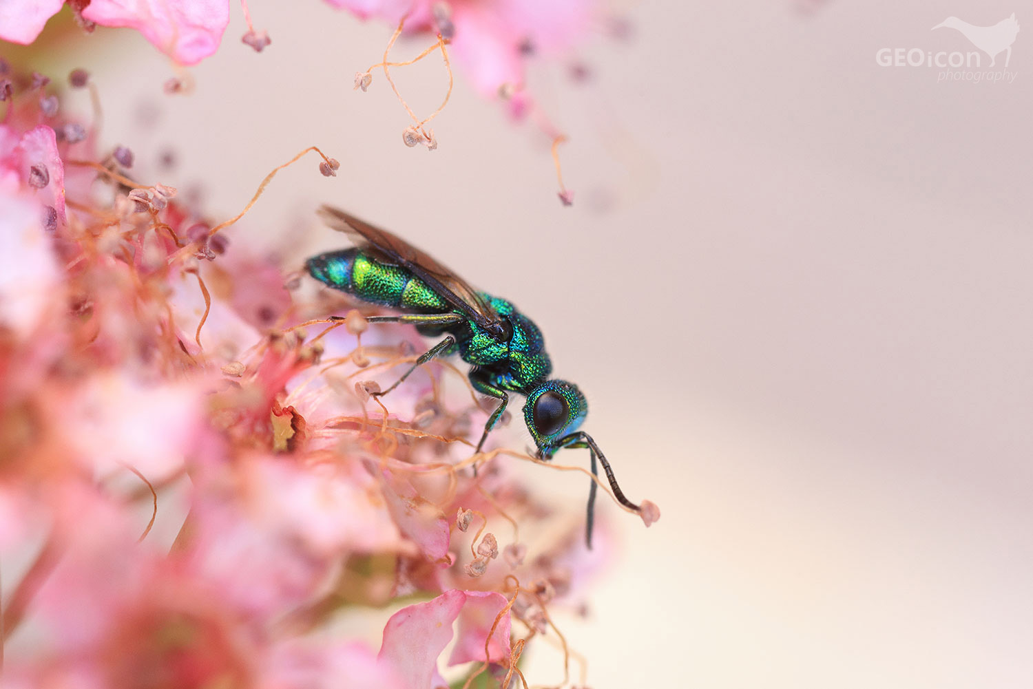 Cuckoo wasp / zlatěnka modrá (Trichrysis cyanea)