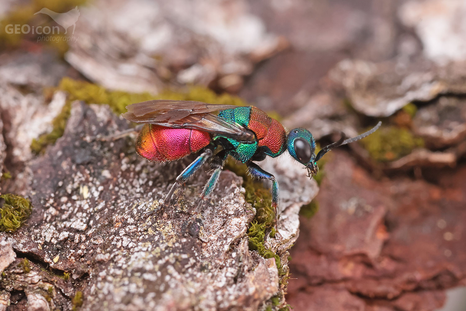 Hedychrum nobile