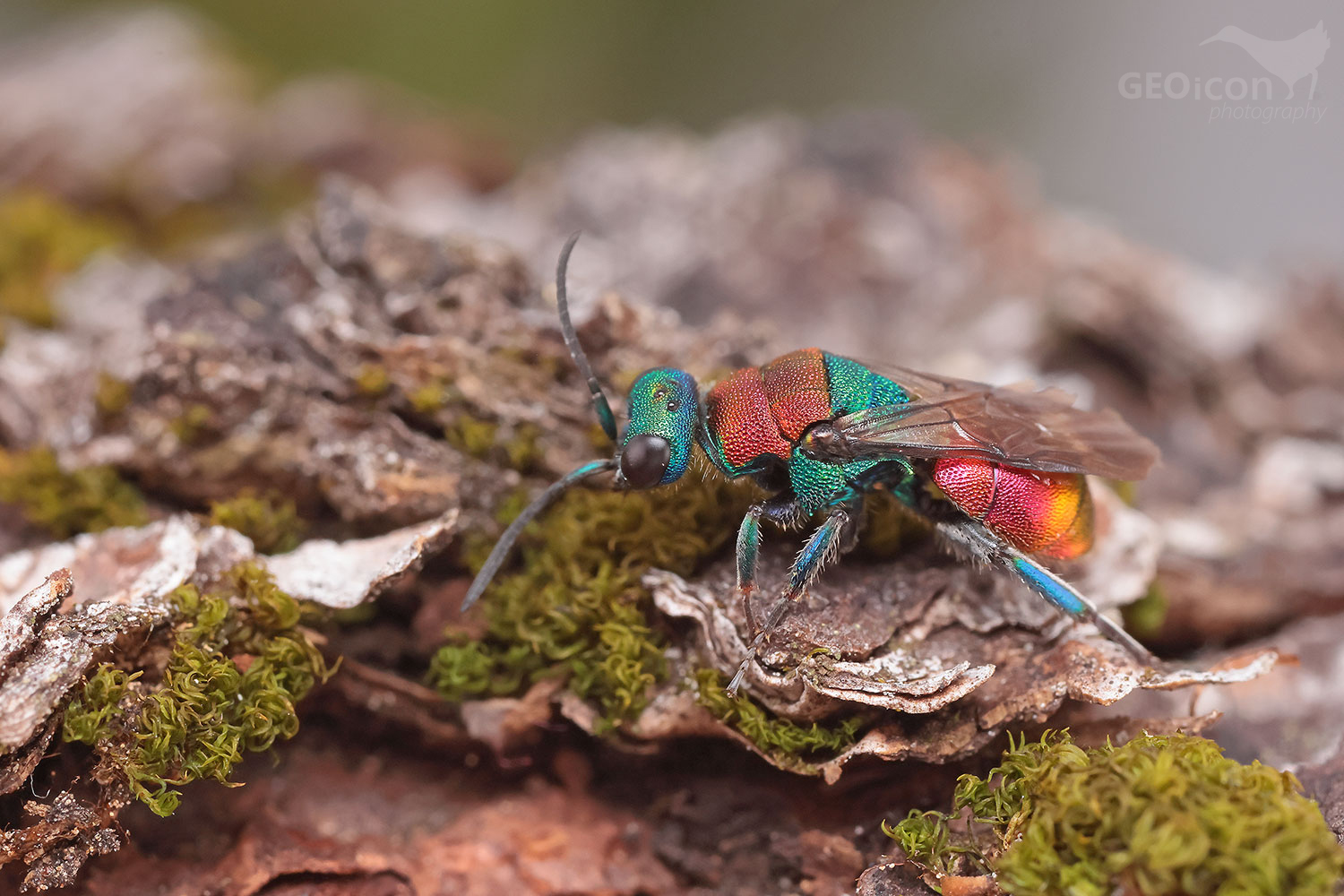Hedychrum nobile