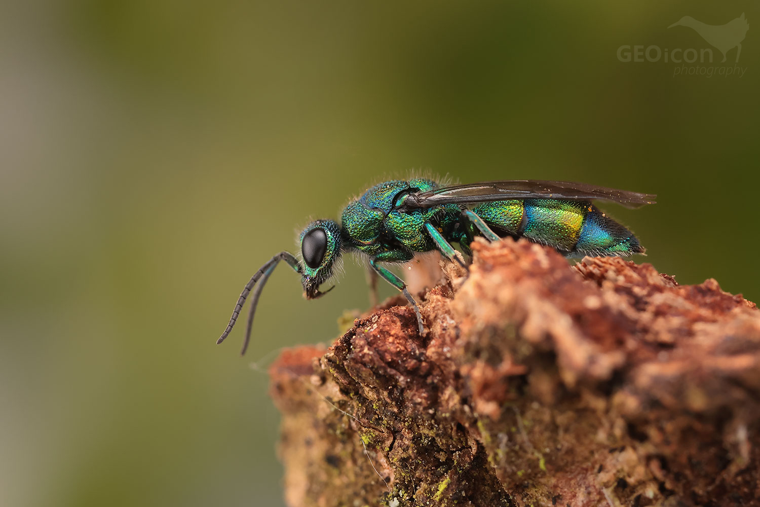 Chrysis iris