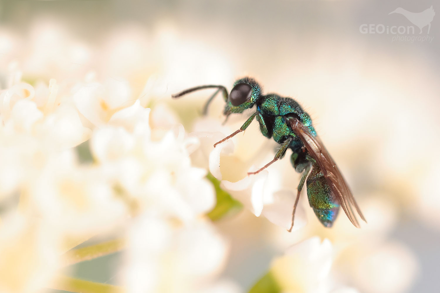 Trichrysis cyanea