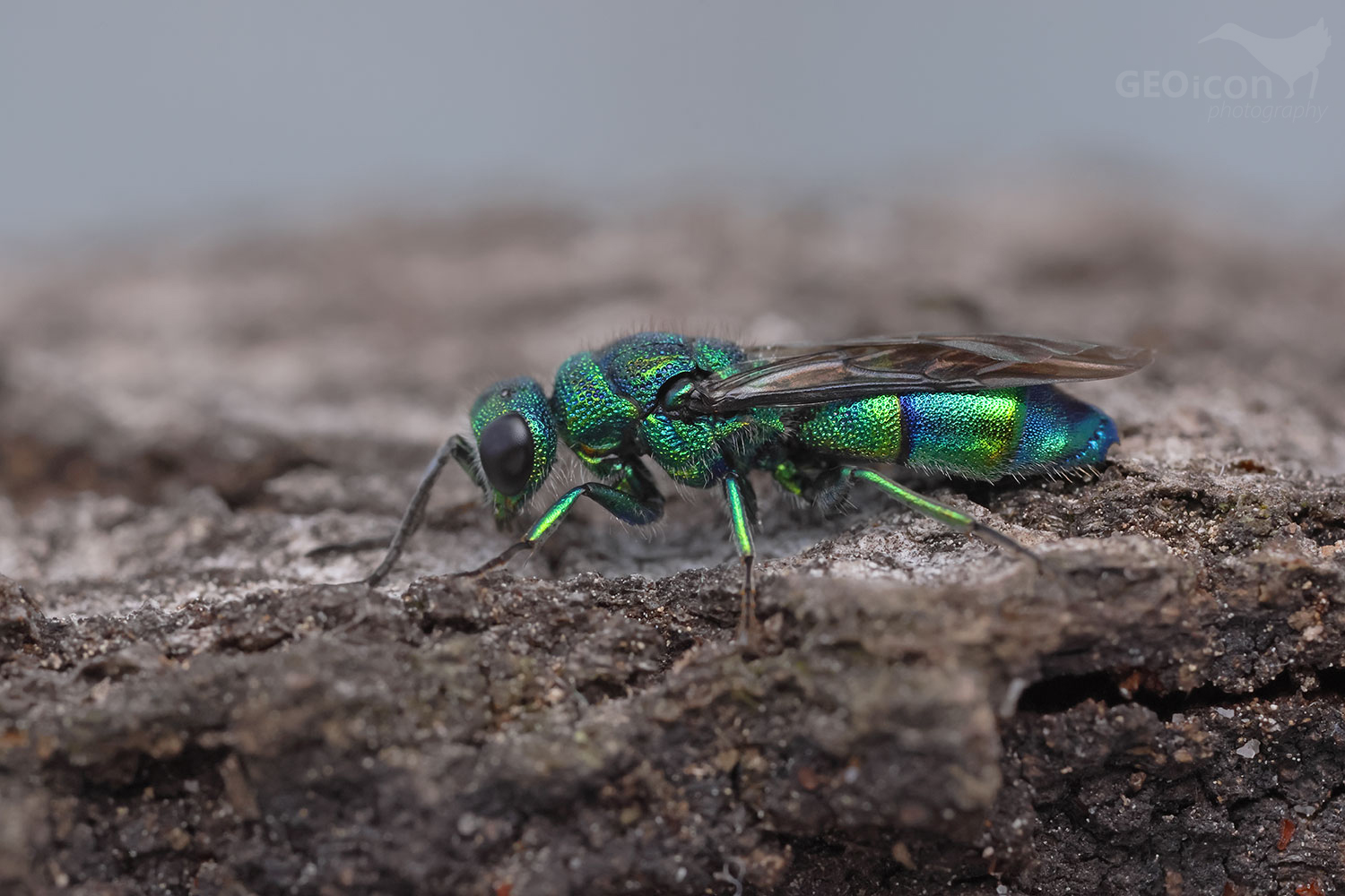 Cuckoo wasp / zlatěnka (Chrysis iris)