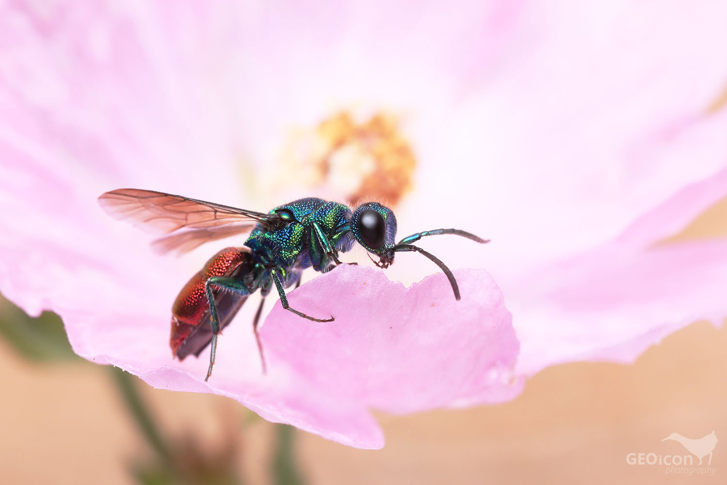 Cuckoo wasp from the group of Ruby-tailed wasps / ze skupiny zlatěnka ohnivá