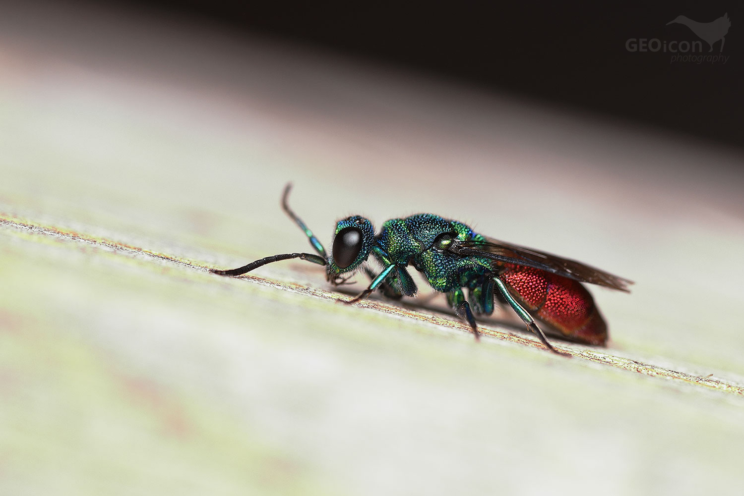 Cuckoo wasp from the group of Ruby-tailed wasps / ze skupiny zlatěnka ohnivá