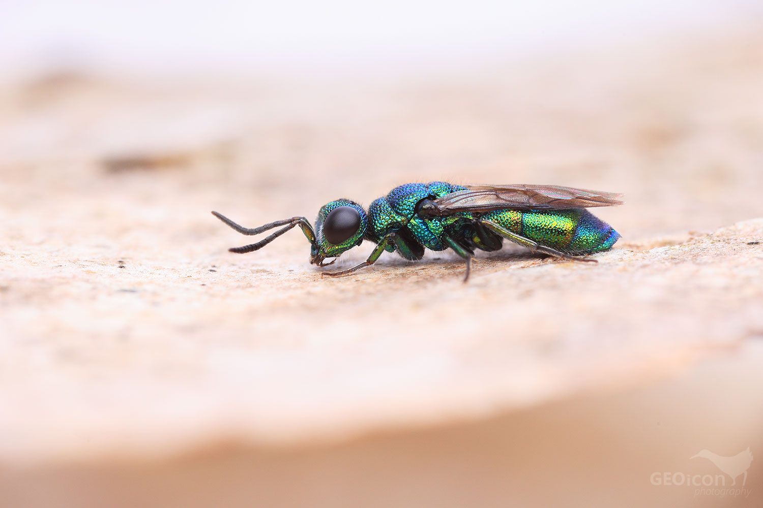 Cuckoo wasp / zlatěnka modrá (Trichrysis cyanea)