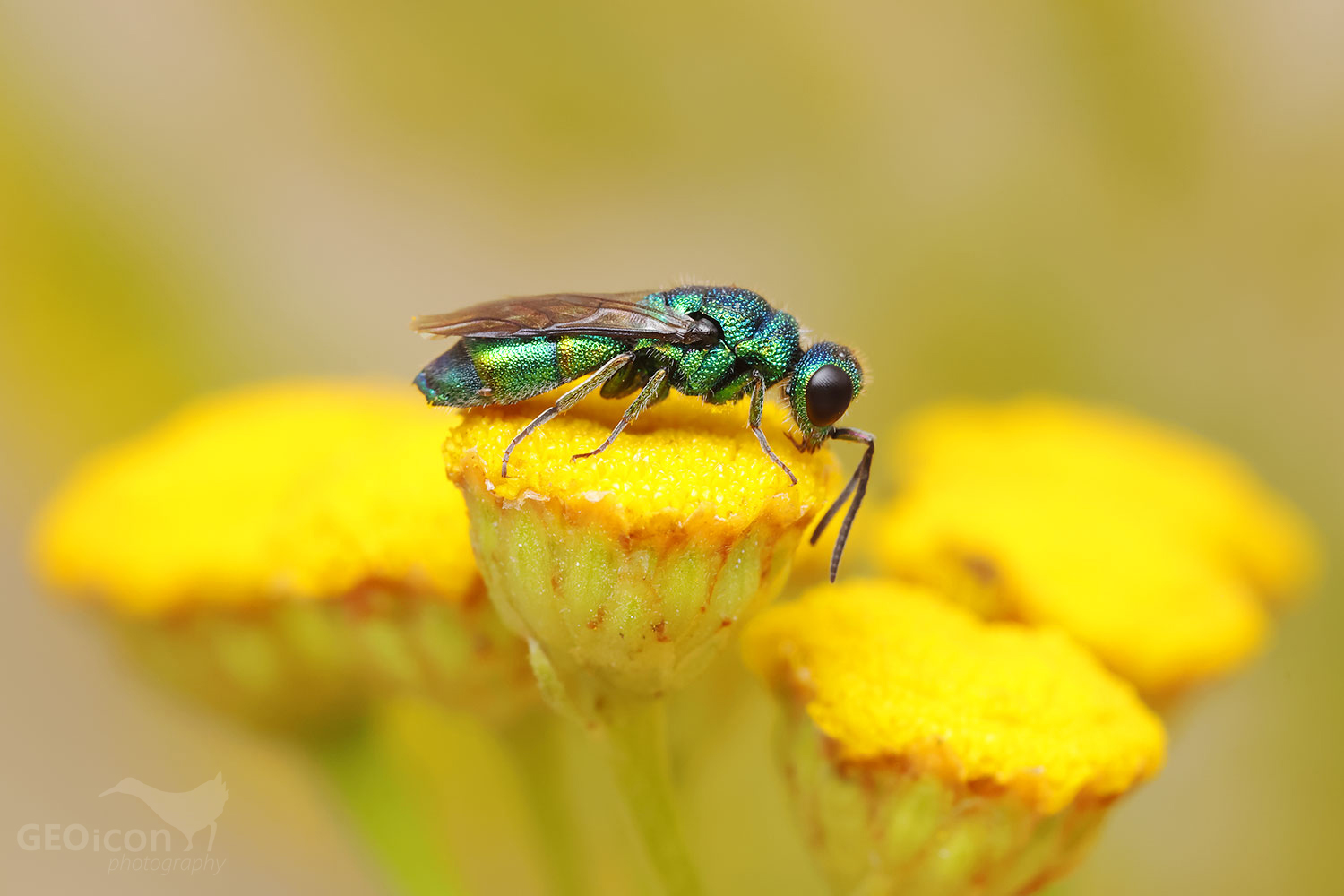 Cuckoo wasp / zlatěnka modrá (Trichrysis cyanea)