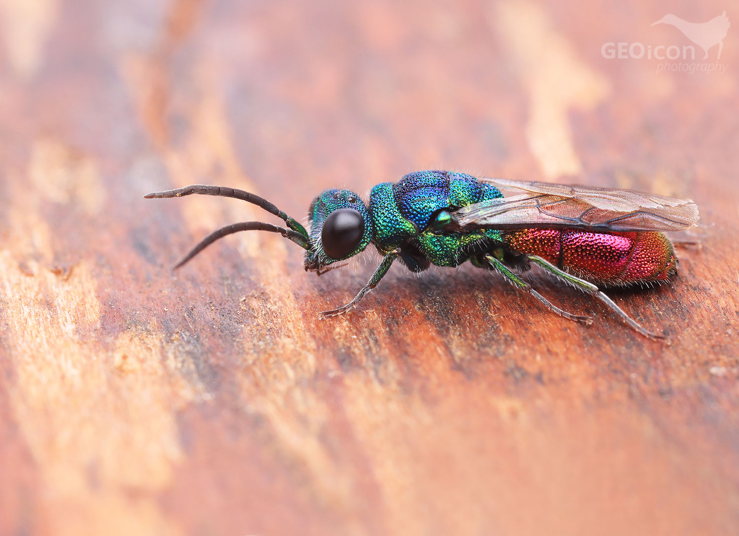 Cuckoo wasp from the group of Ruby-tailed wasps / ze skupiny zlatěnka ohnivá