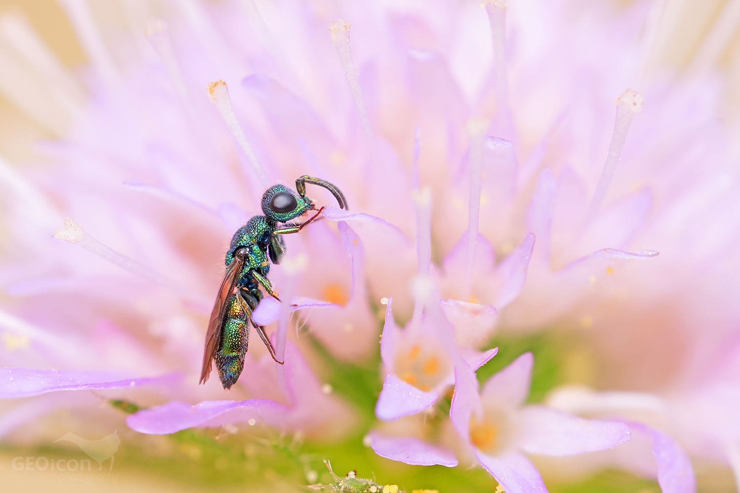 Cuckoo wasp / zlatěnka modrá (Trichrysis cyanea)