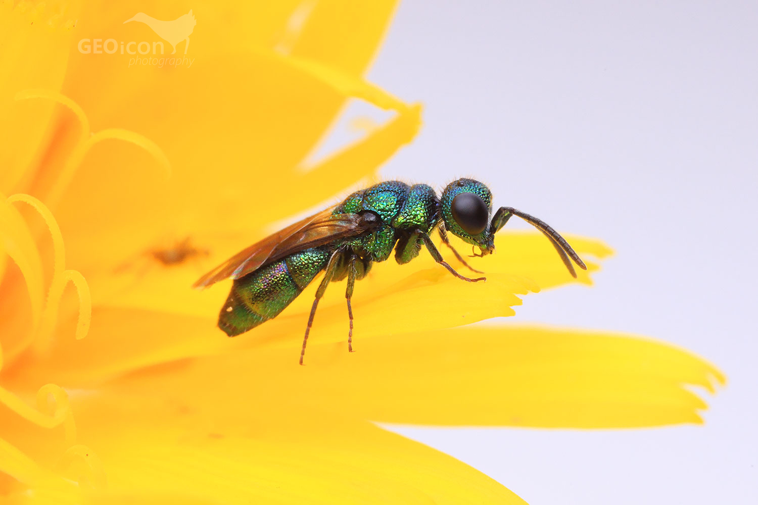 Cuckoo wasp / zlatěnka modrá (Trichrysis cyanea)