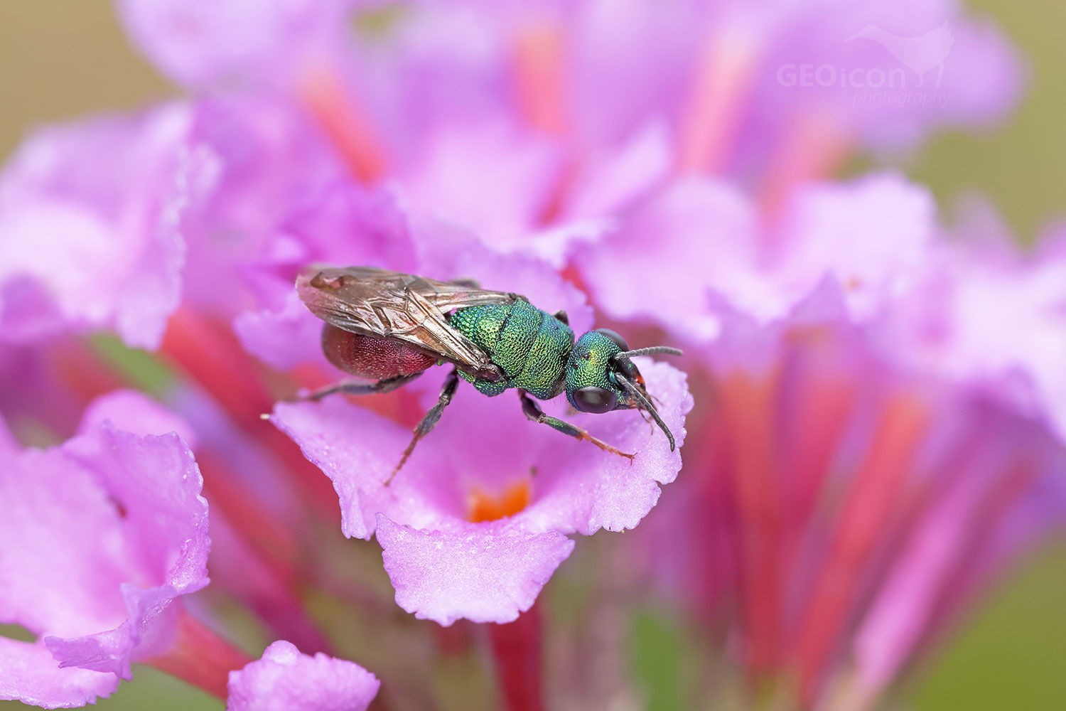 Cuckoo wasp / zlatěnka (Hedychrum gerstaeckeri)