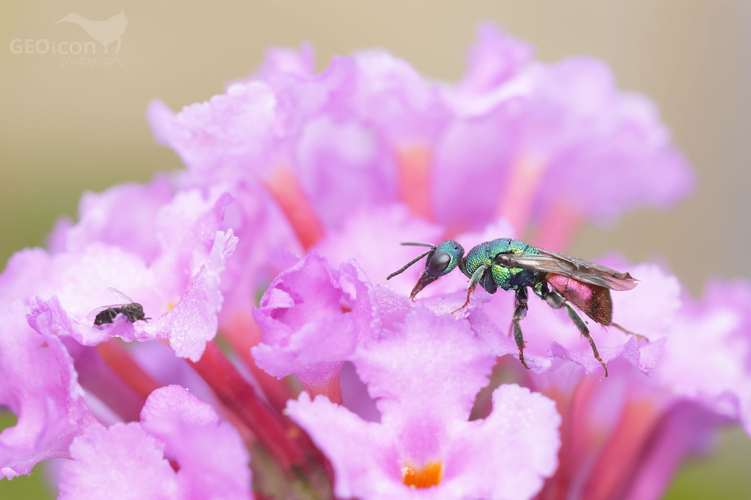 Cuckoo wasp / zlatěnka (Hedychrum gerstaeckeri)