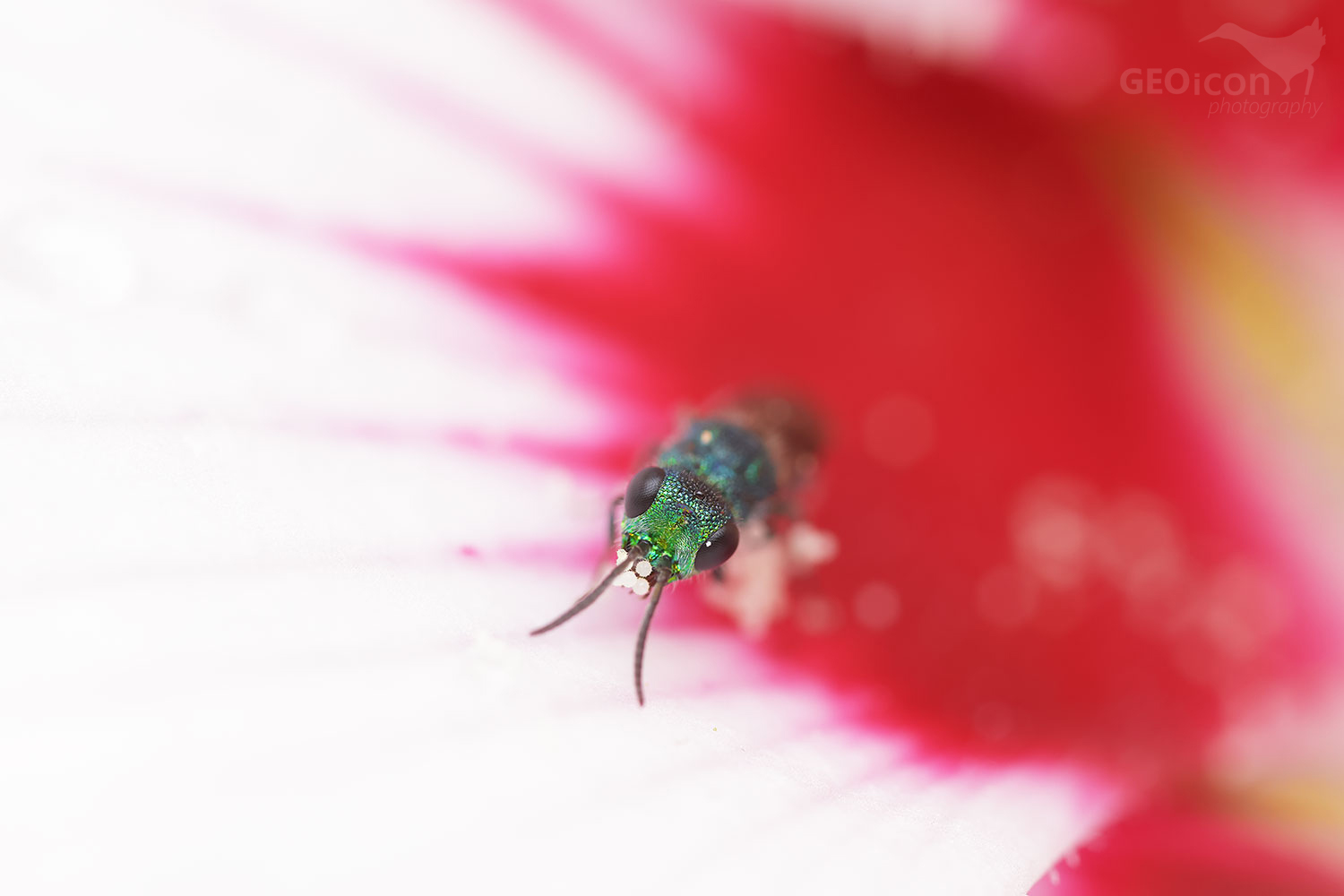 Cuckoo wasp / zlatěnka modrá (Trichrysis cyanea)