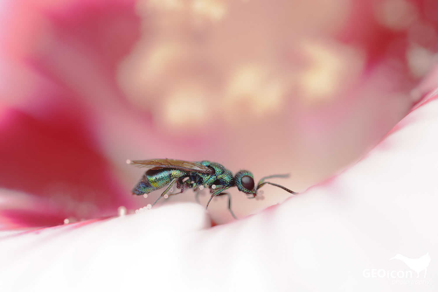 Cuckoo wasp / zlatěnka modrá (Trichrysis cyanea)